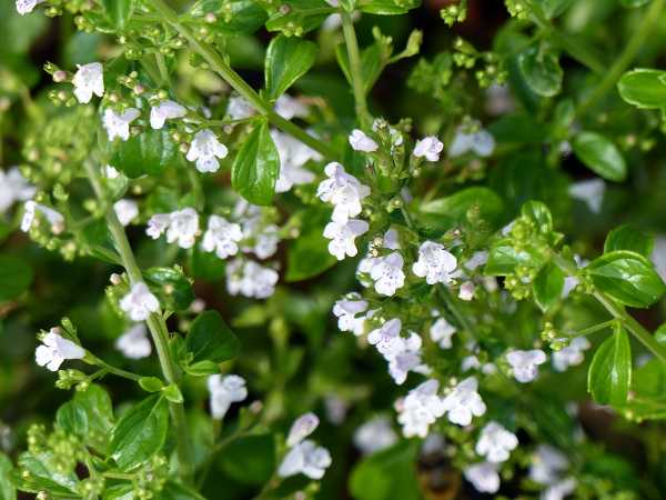 Kleinblütige Garten Bergminze • Calamintha nepeta Weißer Riese