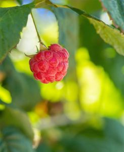 Zwerg-Himbeere 'Little Sweet Sister' • Rubus idaeus 'Little sweet Sister'