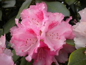 Rhododendron Heinjes Zauberflöte • Rhododendron yakushimanum Heinjes Zauberflöte