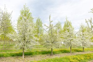 Sauerkirsche Safir • Prunus cerasus Safir