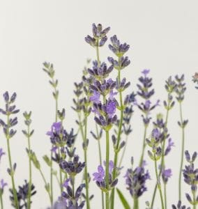 Lavendel Munstead • Lavandula angustifolia Munstead