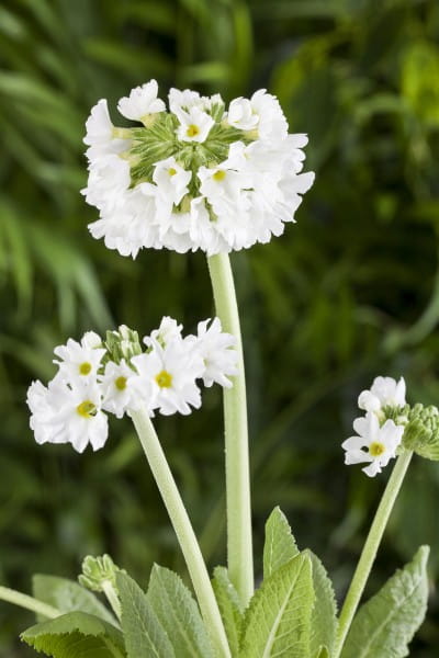 Kugelige Garten-Schlüsselblume • Primula denticulata Alba