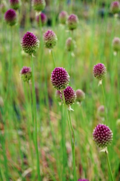 Kugelkopfiger Lauch • Allium sphaerocepha