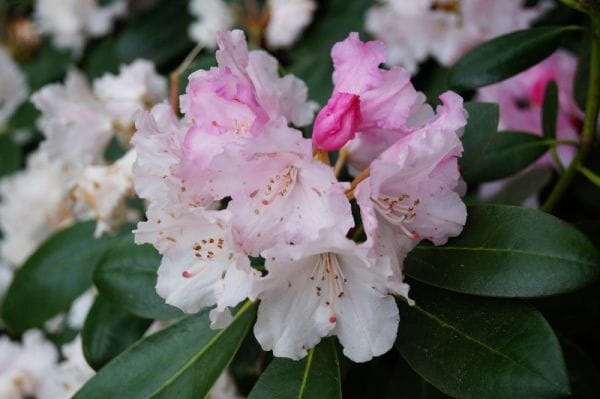 Rhododendron Silberwolke • Rhododendron yakushimanum Silberwolke