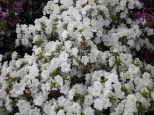 Japanische Azalee Schneeperle® • Rhododendron Schneeperle