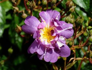 Ramblerrose Veilchen Blau • Rosa Veilchen Blau
