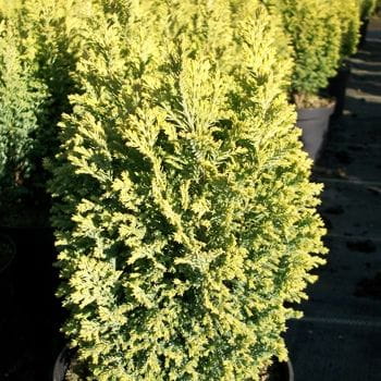 Gelbe Kegelzypresse Ellwoods Gold • Chamaecyparis laws.Ellwoods Gold