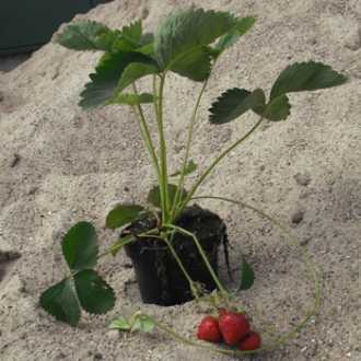 Erdbeere Honeoye • Fragaria Hybride Honeoye