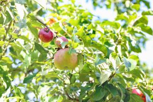 Apfel Ruhm von Kirchwerder • Malus Ruhm von Kirchwerder