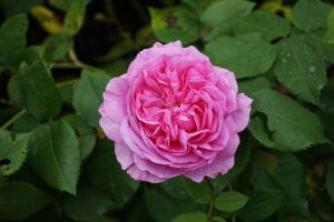 Historische Rose Louise Odier • Rosa Louise Odier