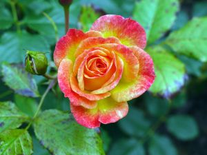 Rose Gartenspaß • Rosa Gartenspaß