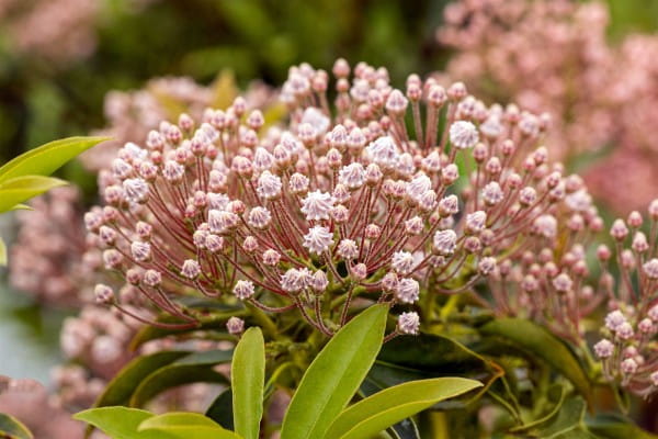 Berglorbeer Nani • Kalmia latifolia Nani