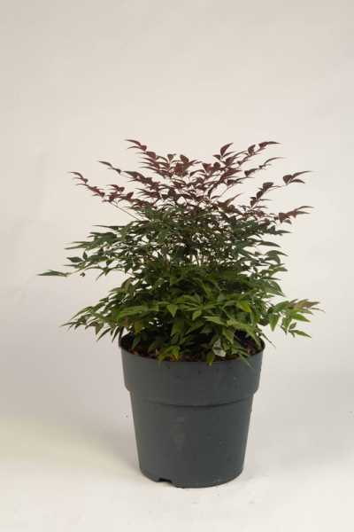Heiliger Bambus Obsessed • Nandina domestica Obsessed
