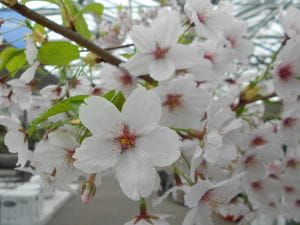 Tokio Kirsche • Prunus yedoensis