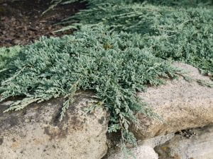 Teppich-Wacholder Icee Blue • Juniperus horizontalis Icee Blue