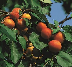 Aprikose Harlayne • Prunus armenica Harlayne