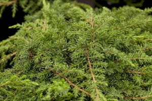 Teppichwacholder Green Carpet • Juniperus communis Green Carpet