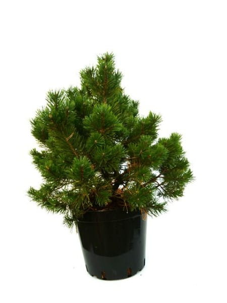 Strauch-Kiefer Gnom • Pinus mugo Gnom