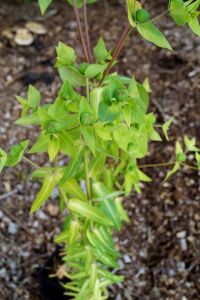Kreuzblättrige Wolfsmilch • Euphorbia lathyris