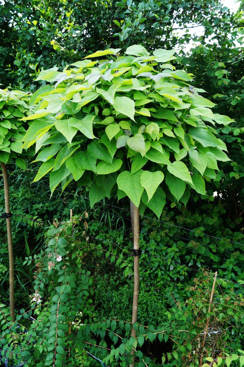 Trompetenbaum (Nana) online kaufen Garten von Ehren Garten von Ehren