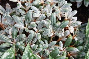 Rhododendron Schneekissen • Rhododendron yakushimanum Schneekissen