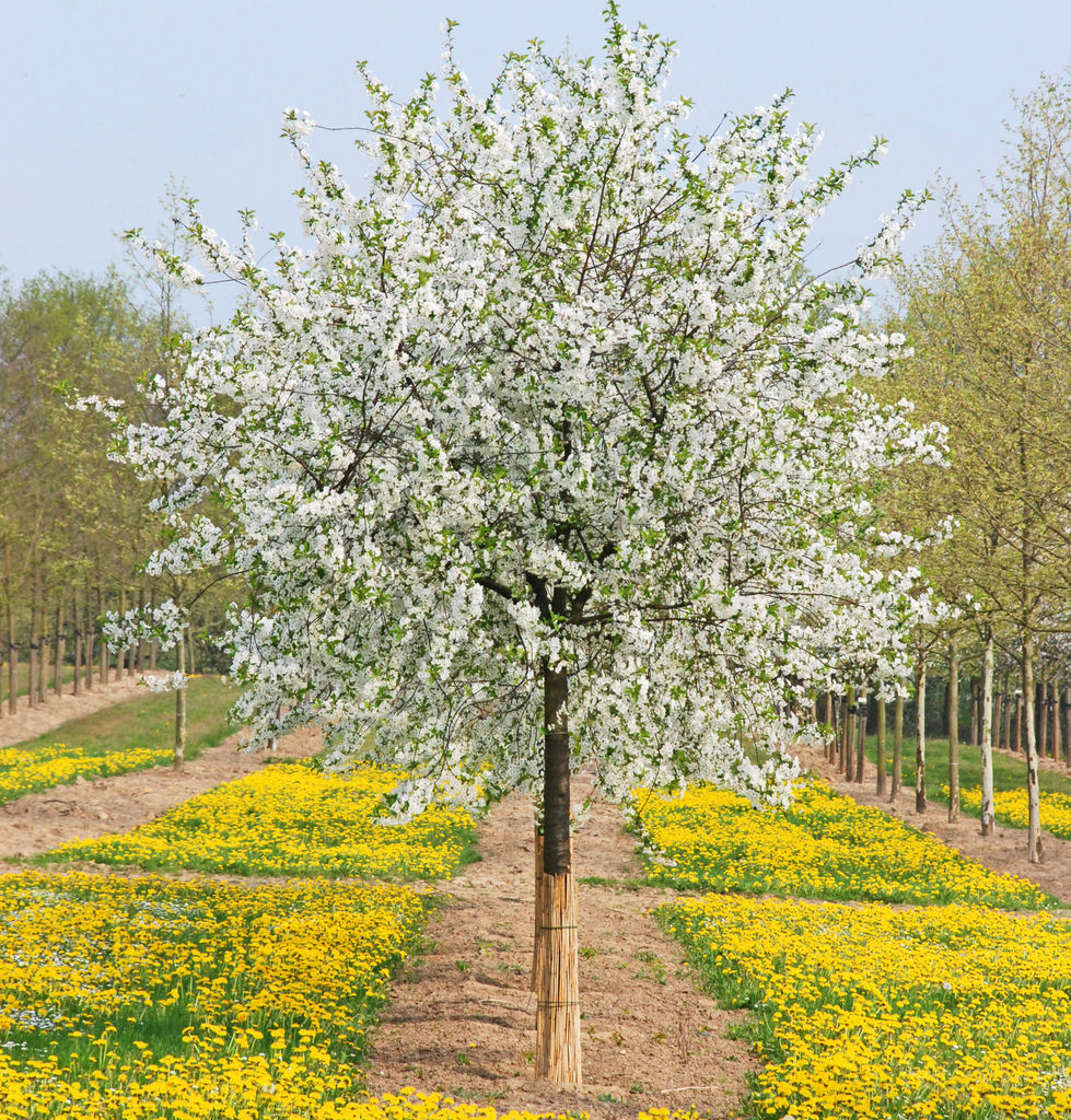 Sauerkirsche Schattenmorelle online kaufen Garten von Ehren Garten
