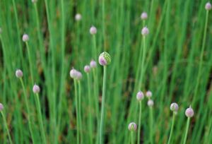 Kugelkopfiger Lauch • Allium sphaerocepha