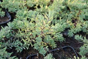 Garten Steintäschel • Aethionema armenum Warley Rose
