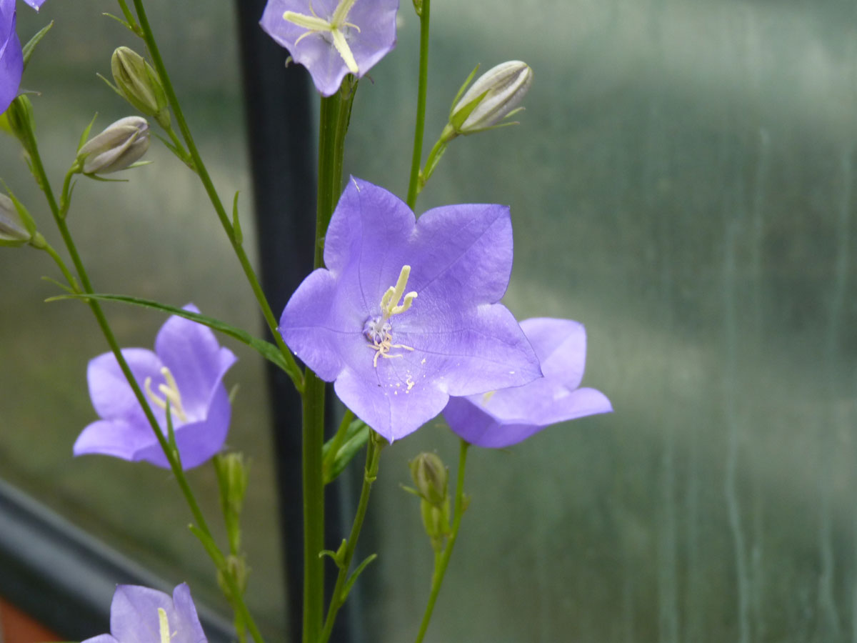 Persische Glockenblume Taikon Blue kaufen Garten von Ehren Qualität