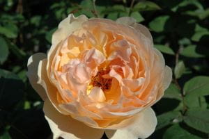 Englische Rose 'Jude The Obscure'® • Rosa 'Jude The Obscure'®