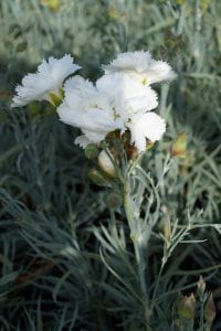 Feder Nelke Haytor White - Dianthus plumarius Haytor White