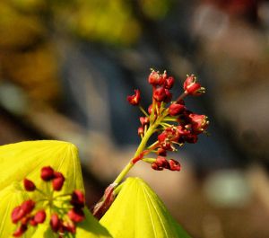 Japanischer Goldahorn Aureum • Acer shirasawanum Aureum