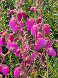 Irische Heide Globosa Pink • Daboecia cantabrica Globosa Pink