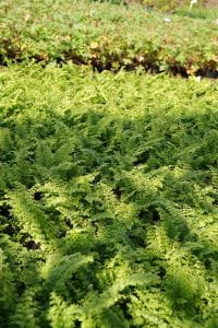 Garten-Flaumfeder-Filigranfarn Plumosum Densum • Polystichum setiferum Plumosum Densum