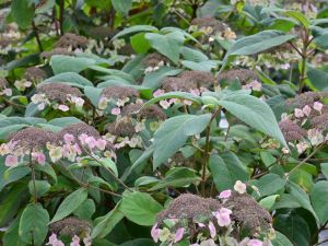 Samthortensie Macrophylla • Hydrangea aspera Macrophylla