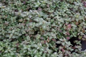 Gefleckte Taubnessel Chequers • Lamium maculatum Chequers