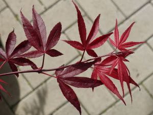 Fächerahorn Roter Stern • Acer palmatum Roter Stern