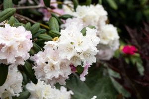 Rhododendron Schneewolke • Rhododendron yakushimanum Schneewolke