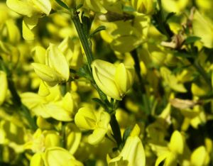 Gelb blühender Elfenbein-Ginster • Cytisus praecox Allgold