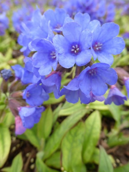 Schmalblättriges Garten-Lungenkraut Blaues Meer • Pulmonaria dacica Blaues Meer