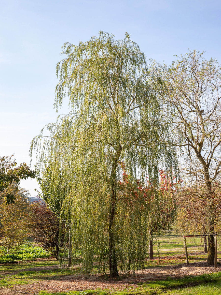 Trauerweide Resistenta Kaufen Garten Von Ehren