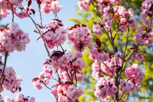 Japanische Nelkenkirsche Royal Burgundy • Prunus serrulata Royal Burgundy
