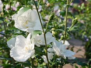 Garteneibisch White Chiffon® • Hibiscus White Chiffon®