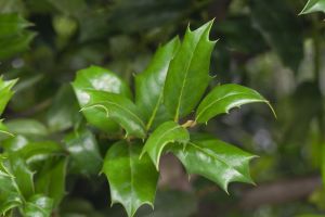 Gemeine Stechpalme • Ilex aquifolium
