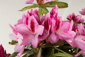 Rhododendron Furnivalls Daughter • Rhododendron Hybride Furnivalls Daughter