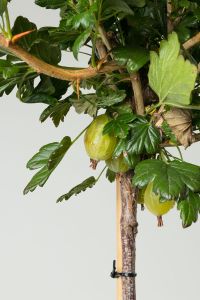 Stachelbeere Invicta • Ribes uva-crispa Invicta