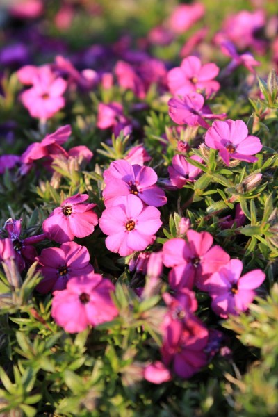 Garten-Teppich-Flammenblume Red Admiral • Phlox douglasii Red Admiral