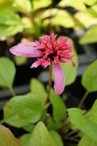 Scheinsonnenhut Pink Double Delight • Echinacea purpurea Pink Double Delight