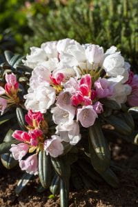 Rhododendron Edelweiß • Rhododendron yakushimanum Edelweiß