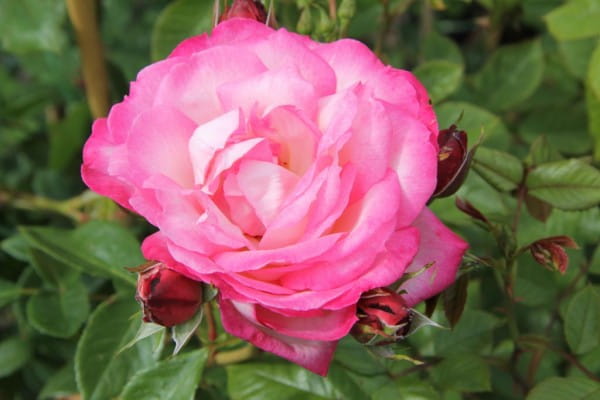 Rose Harlekin ® • Rosa Harlekin ®